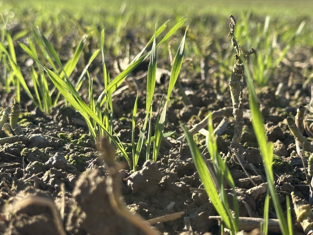 Image en gros plan d'une jeune pousse de blé sur un sol fertile en automne