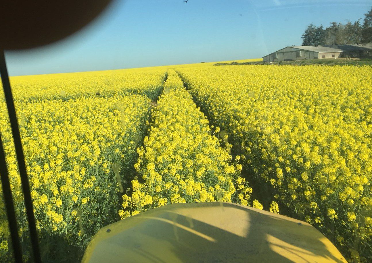 Image d'un champ de colza fleuri prise dans un tracteur