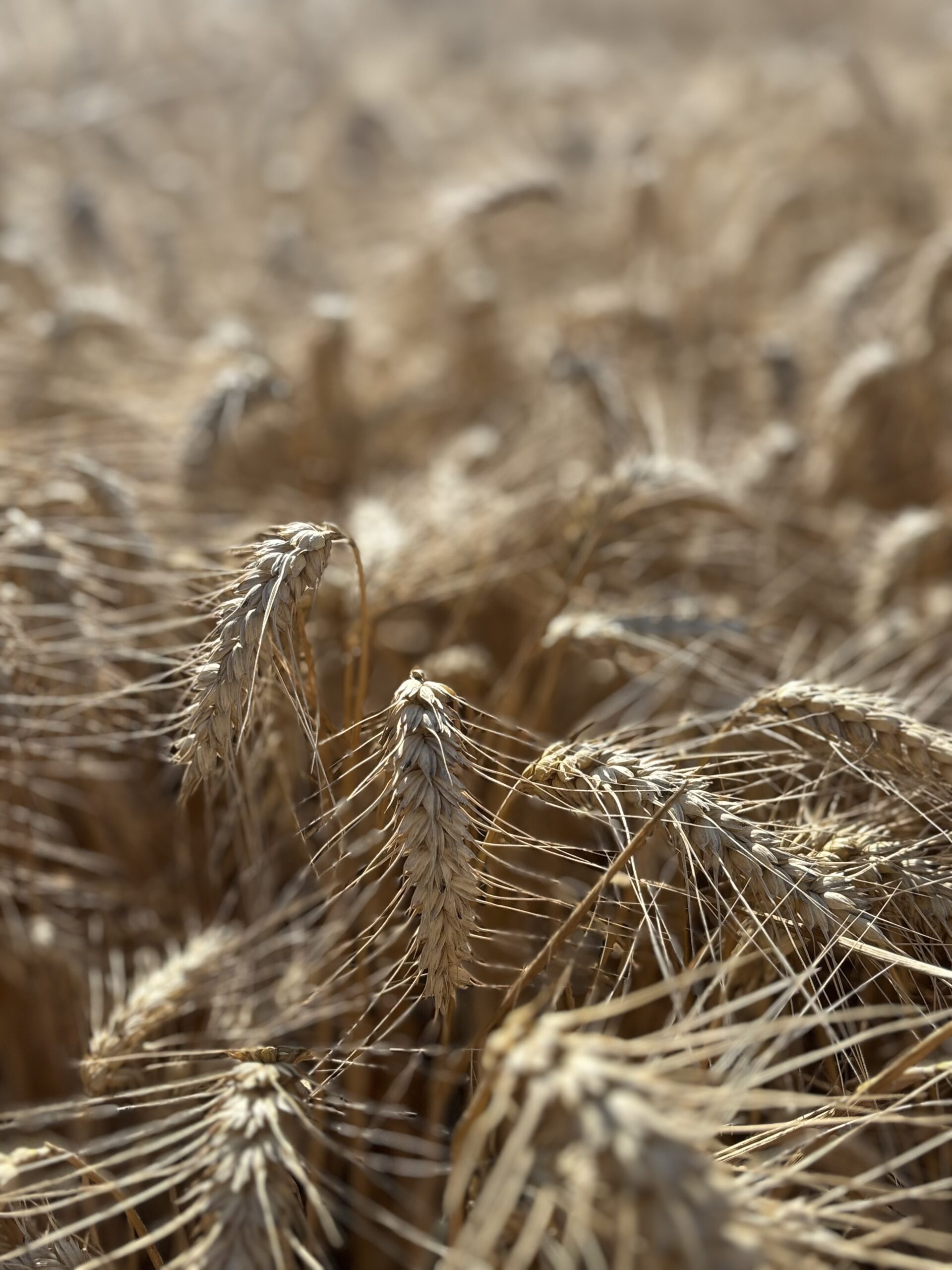 Épis de blé mûrs dans un champ agricole