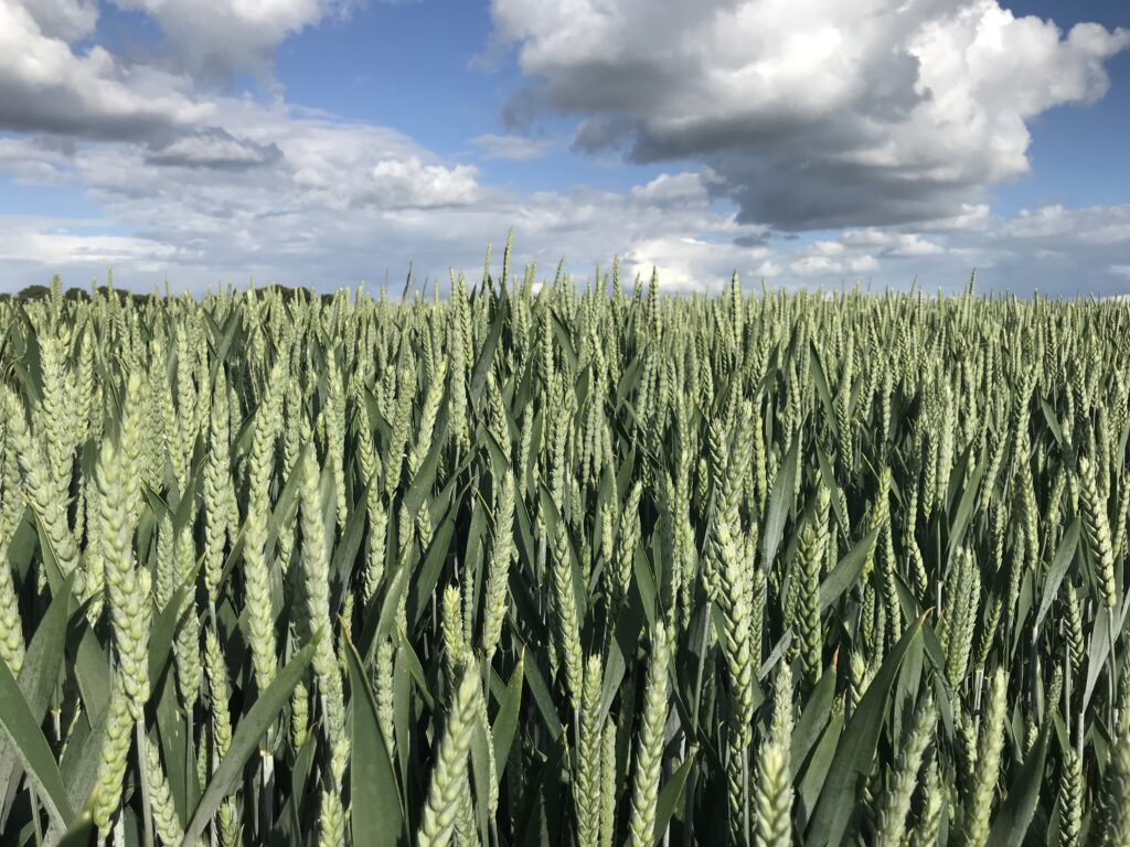 Champ de blé en croissance sous un ciel nuageux