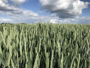 Champ de blé en croissance sous un ciel nuageux